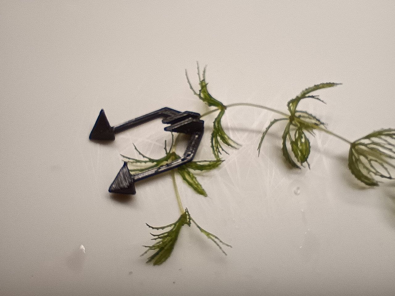 Hornwort holder/anchor