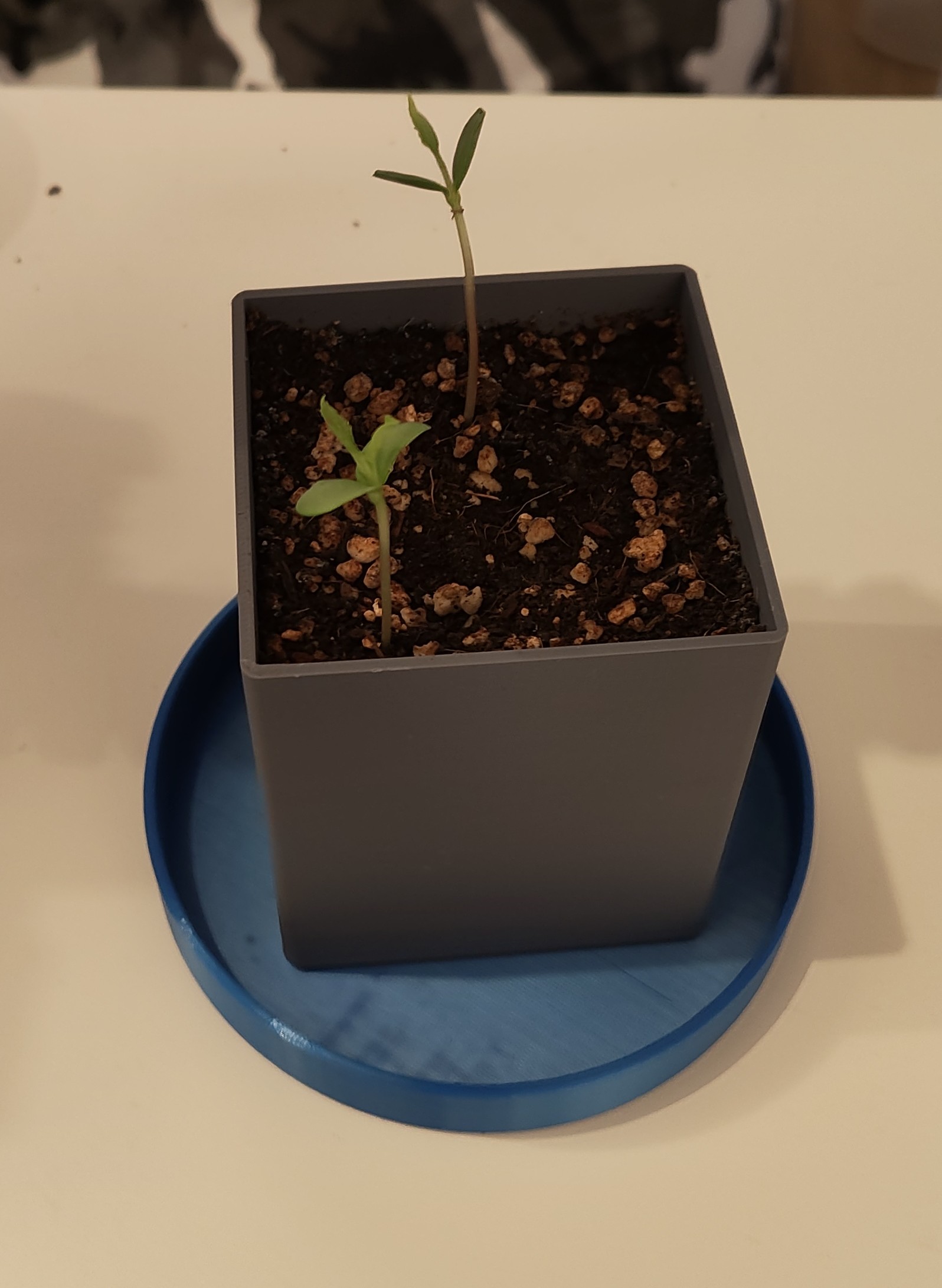 Blumentopf — miniatura 3