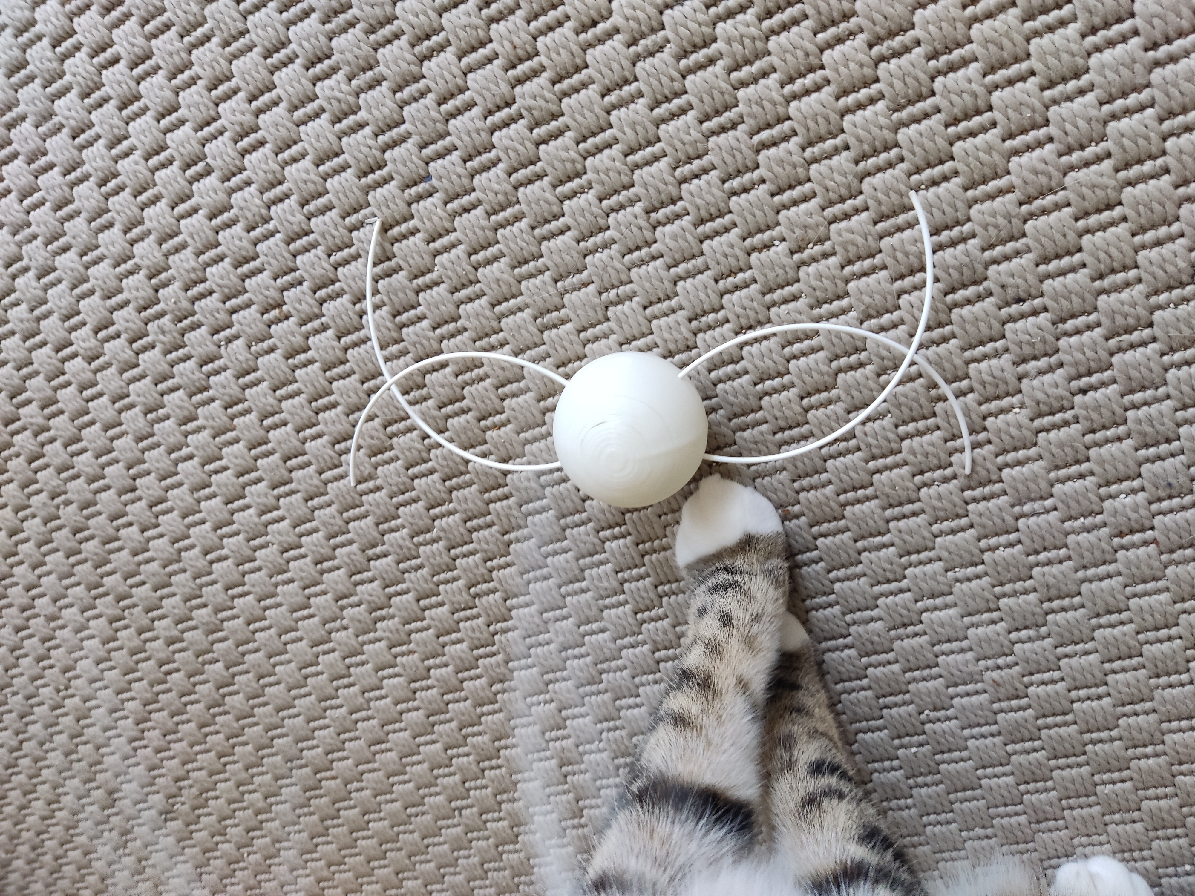 Simple cat toy