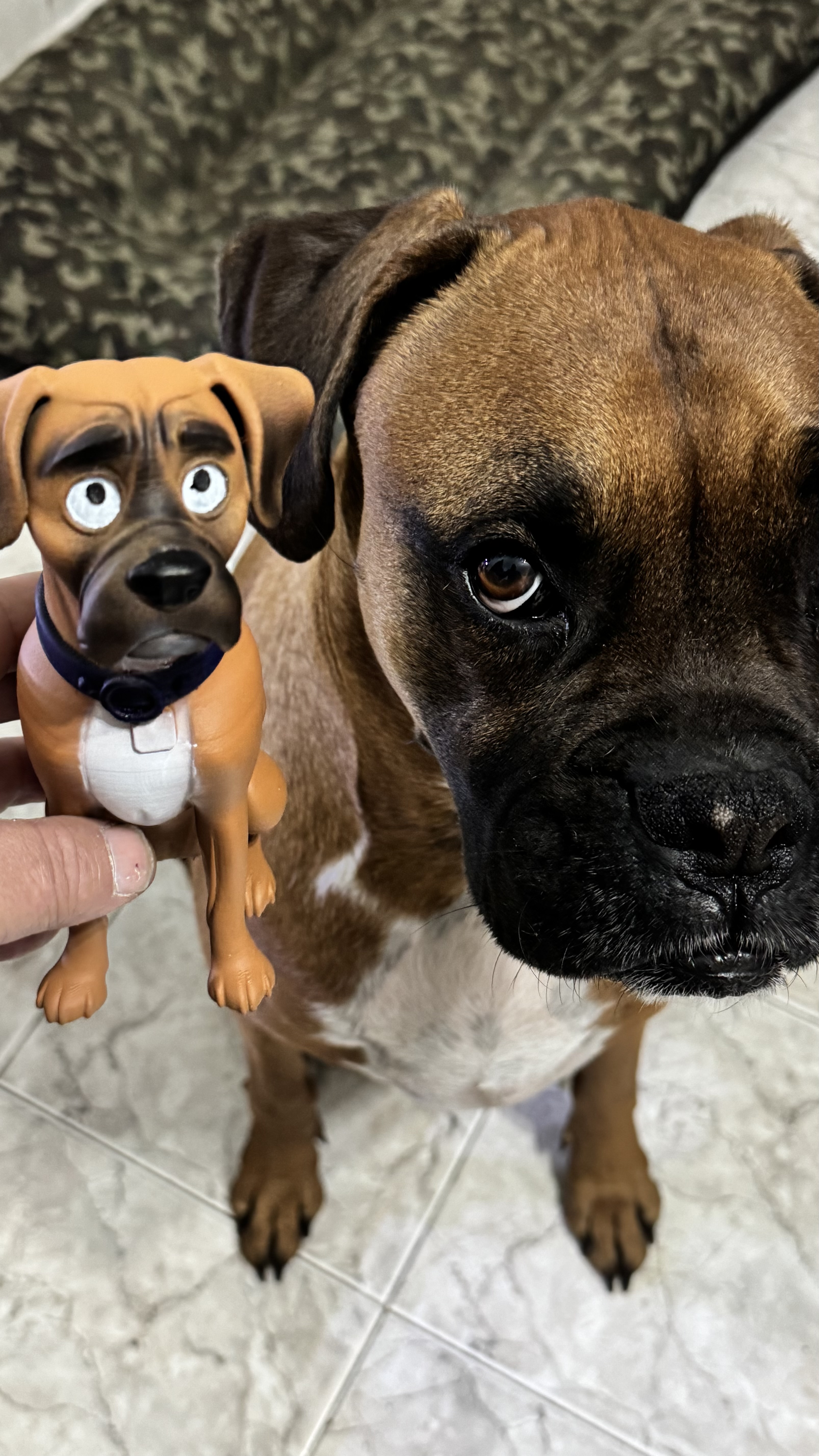 Miniatura 3 do modelo 3D Boxer Dog
