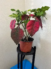 Plant Pot Simple Humidity/Drip Tray