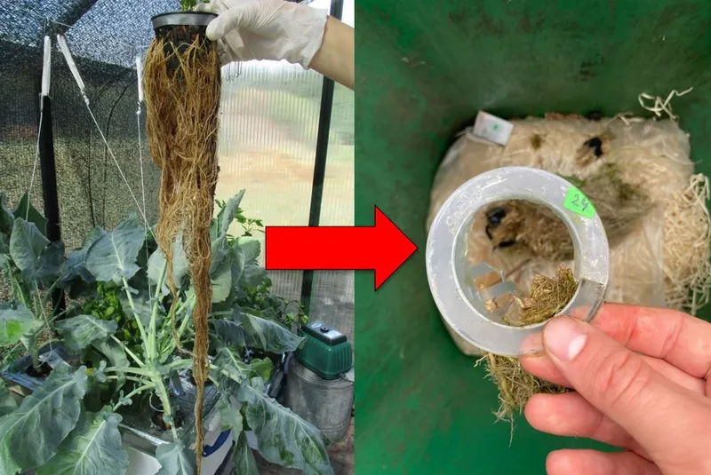 Clipin Net Pots by Lukas Download free STL model