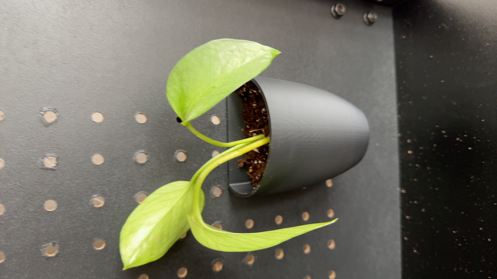 Pegboard Planter by Britain Dawson Download free STL model