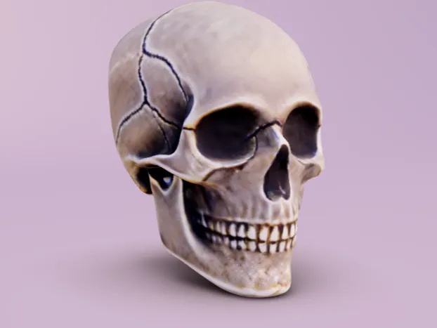 Human Skull