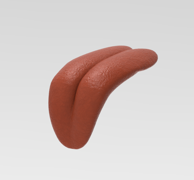 Human Tongue Menschliche Zunge 01