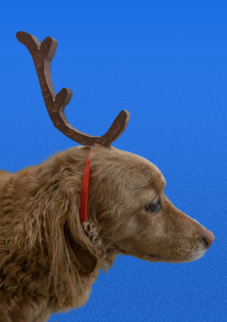 Dog Reindeer Hat (From The Grinch)