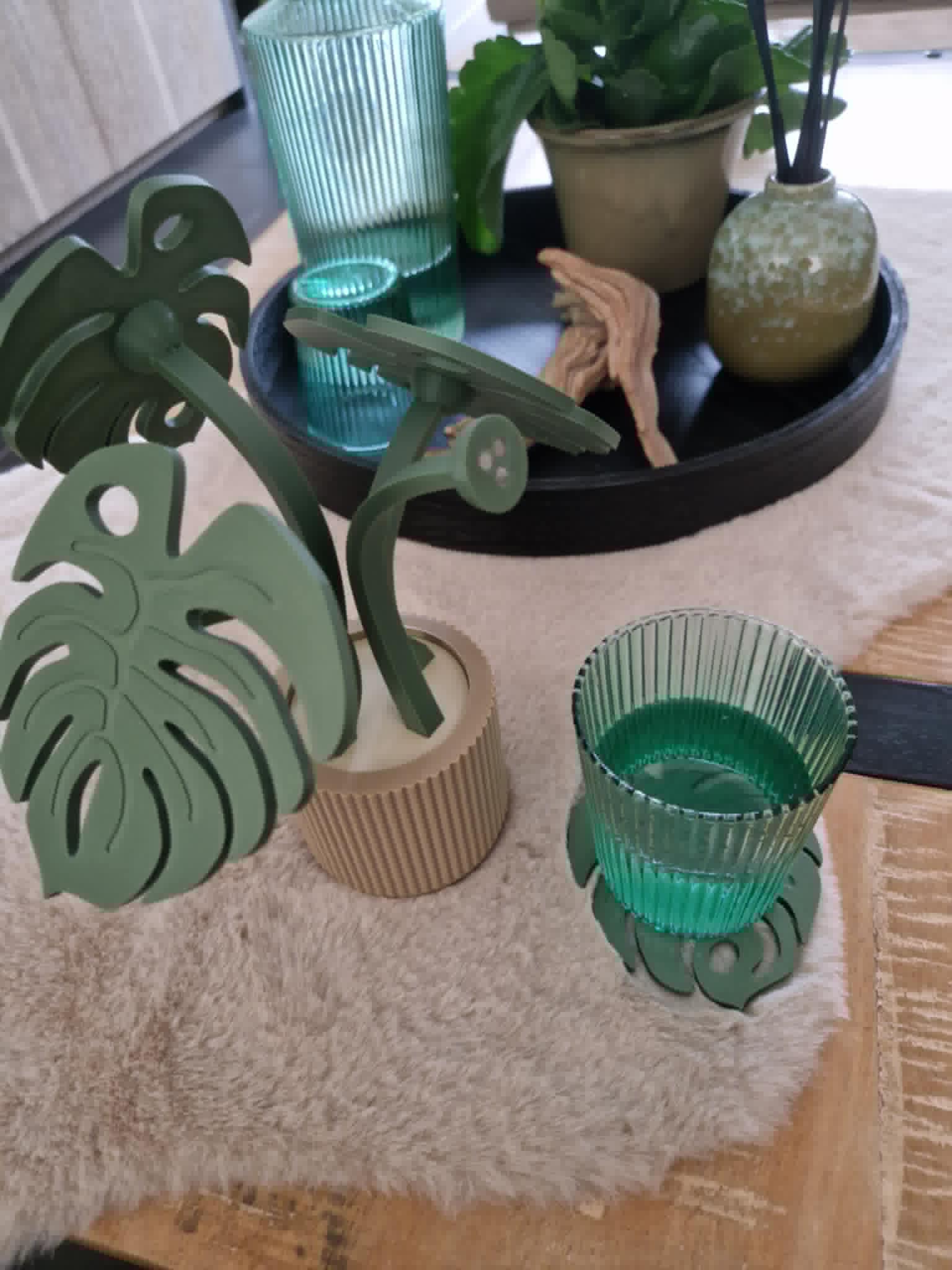 Monstera coaster plant
