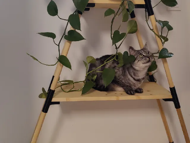 Pyramid shelf for plants, deco, shoes, ...