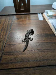 Gecko with cowboy hat