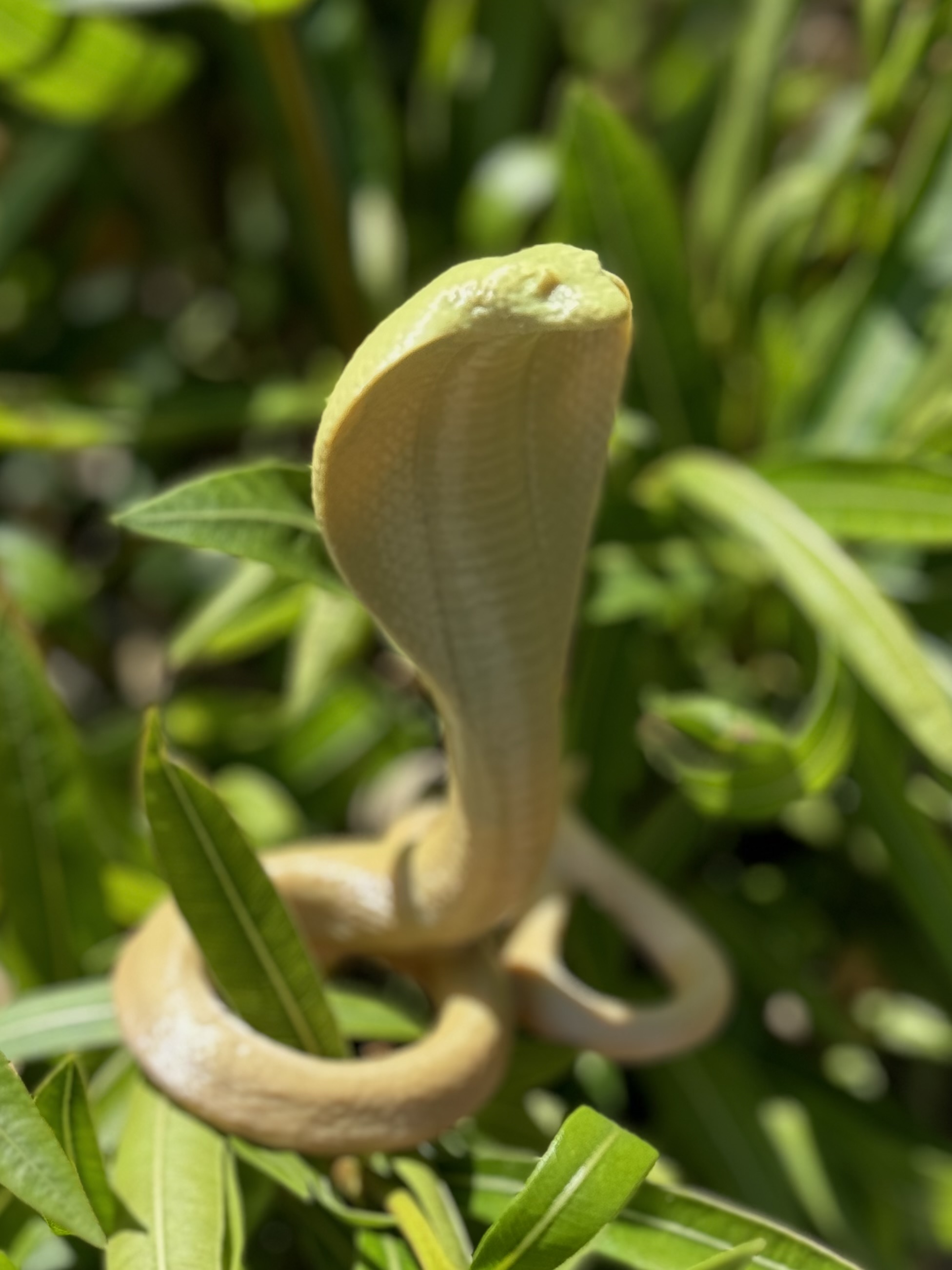 Cobra Snake