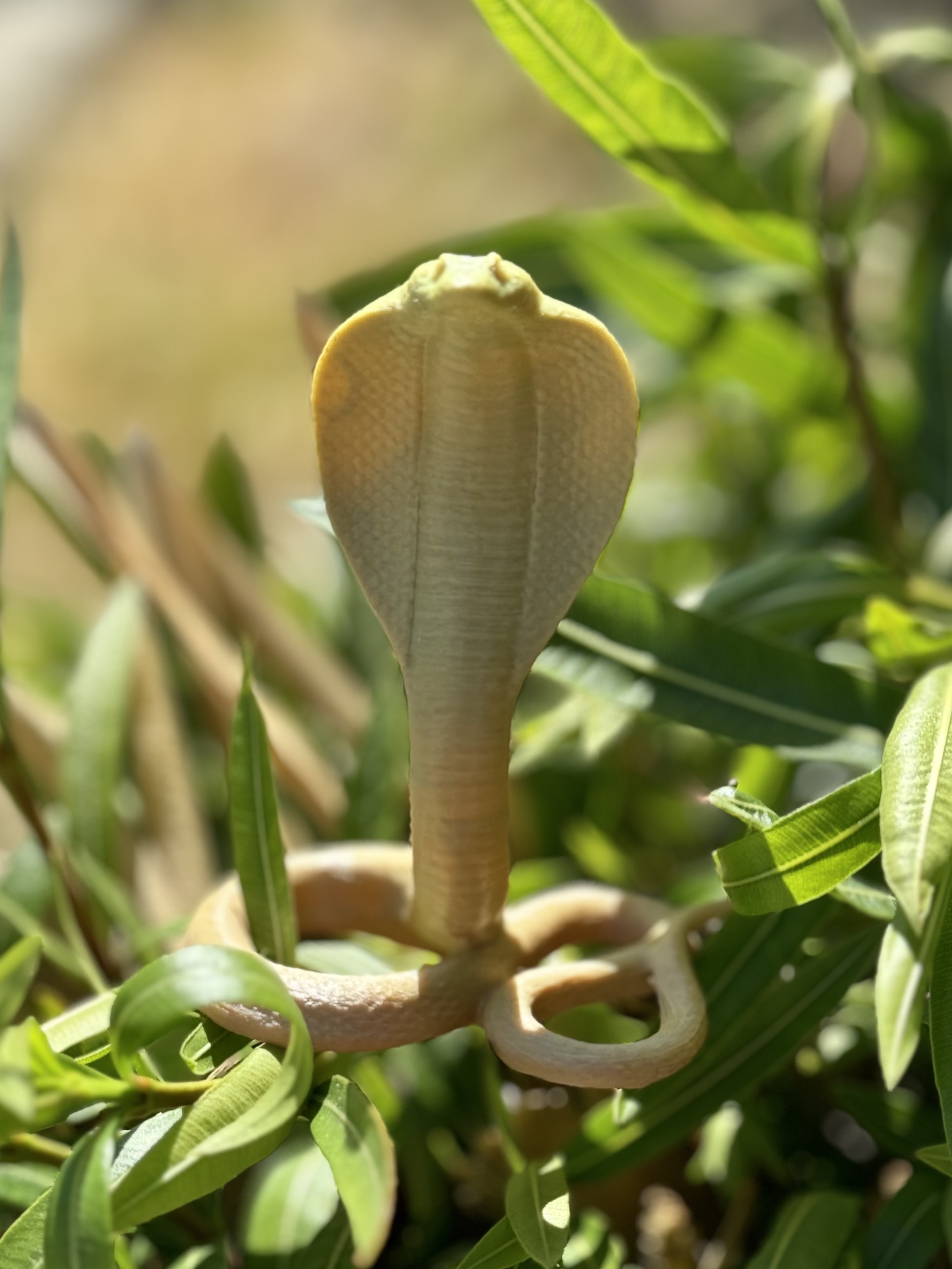 Miniatura 3 do modelo 3D Cobra Snake