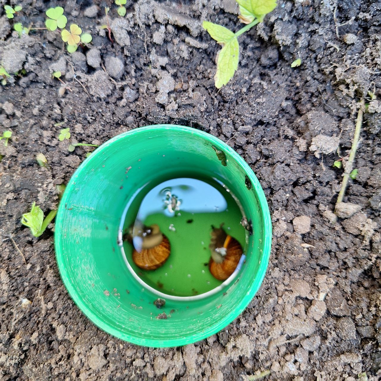Slug and snail beer trap by Big B | Download free STL model