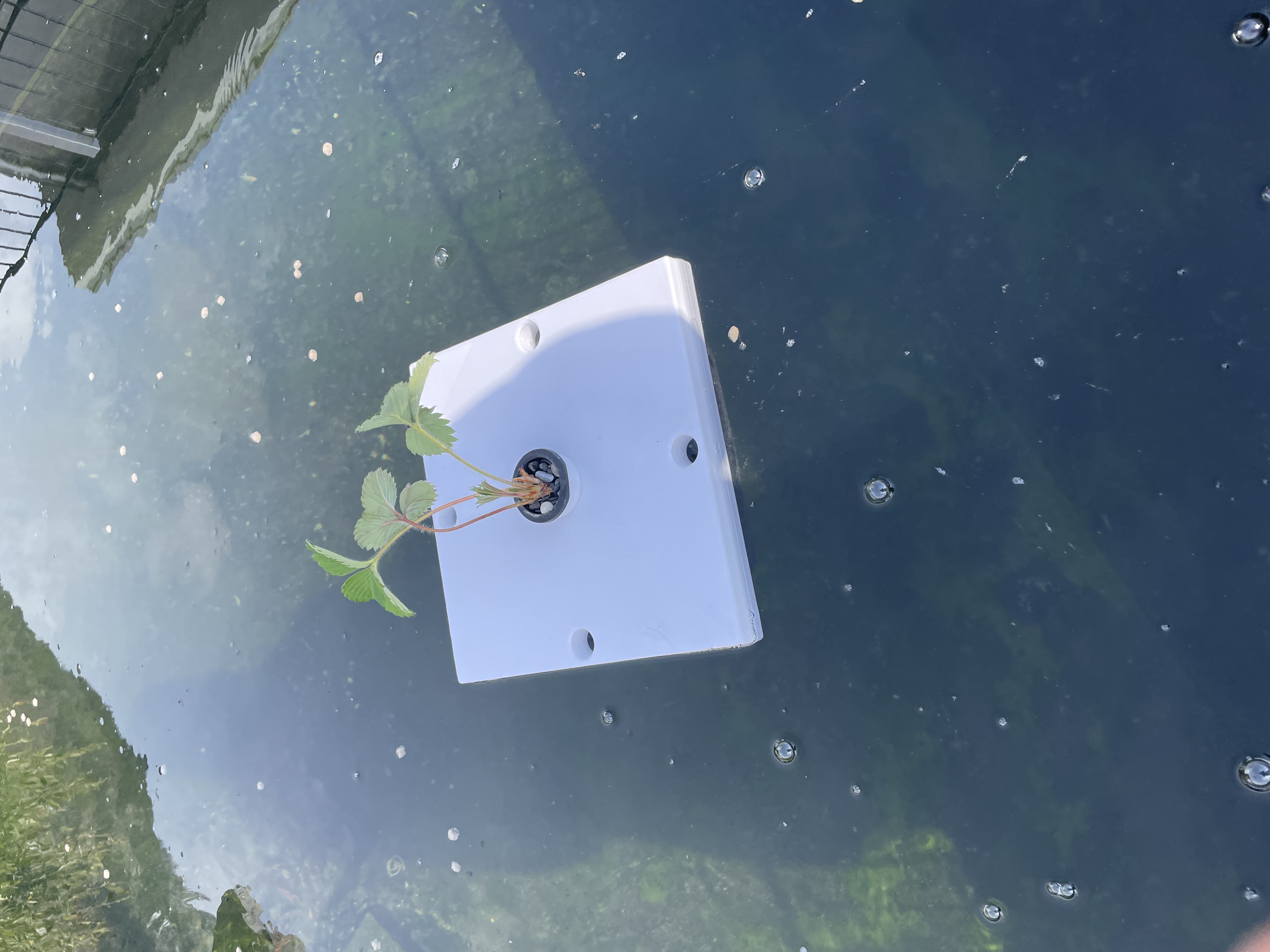 Aquaponie. Aquaponics