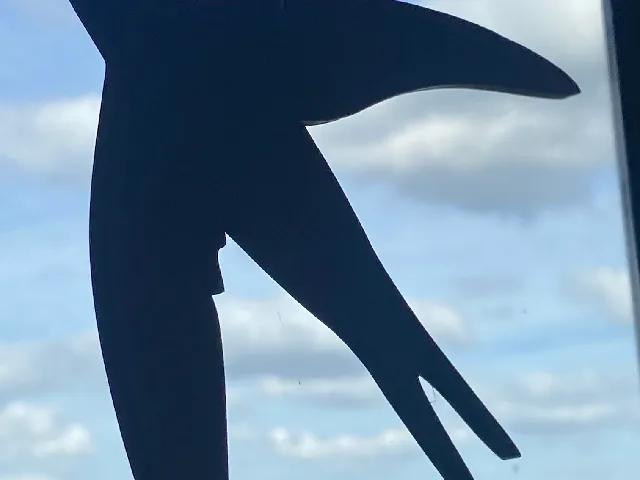 Swallow silhouettes