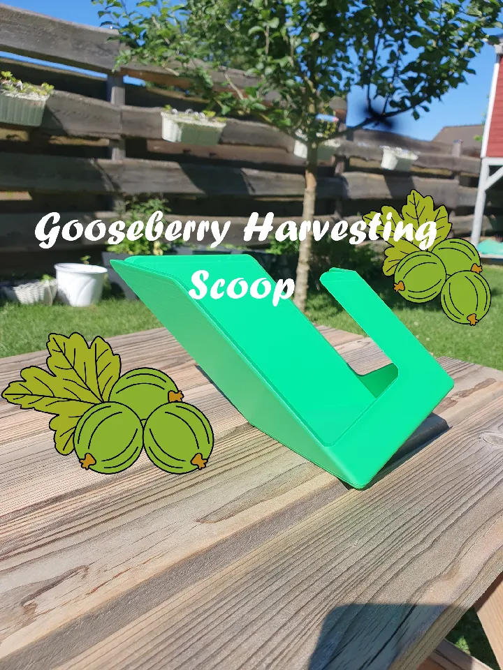 画材 Gooseberry green-gooseberry-with-half-