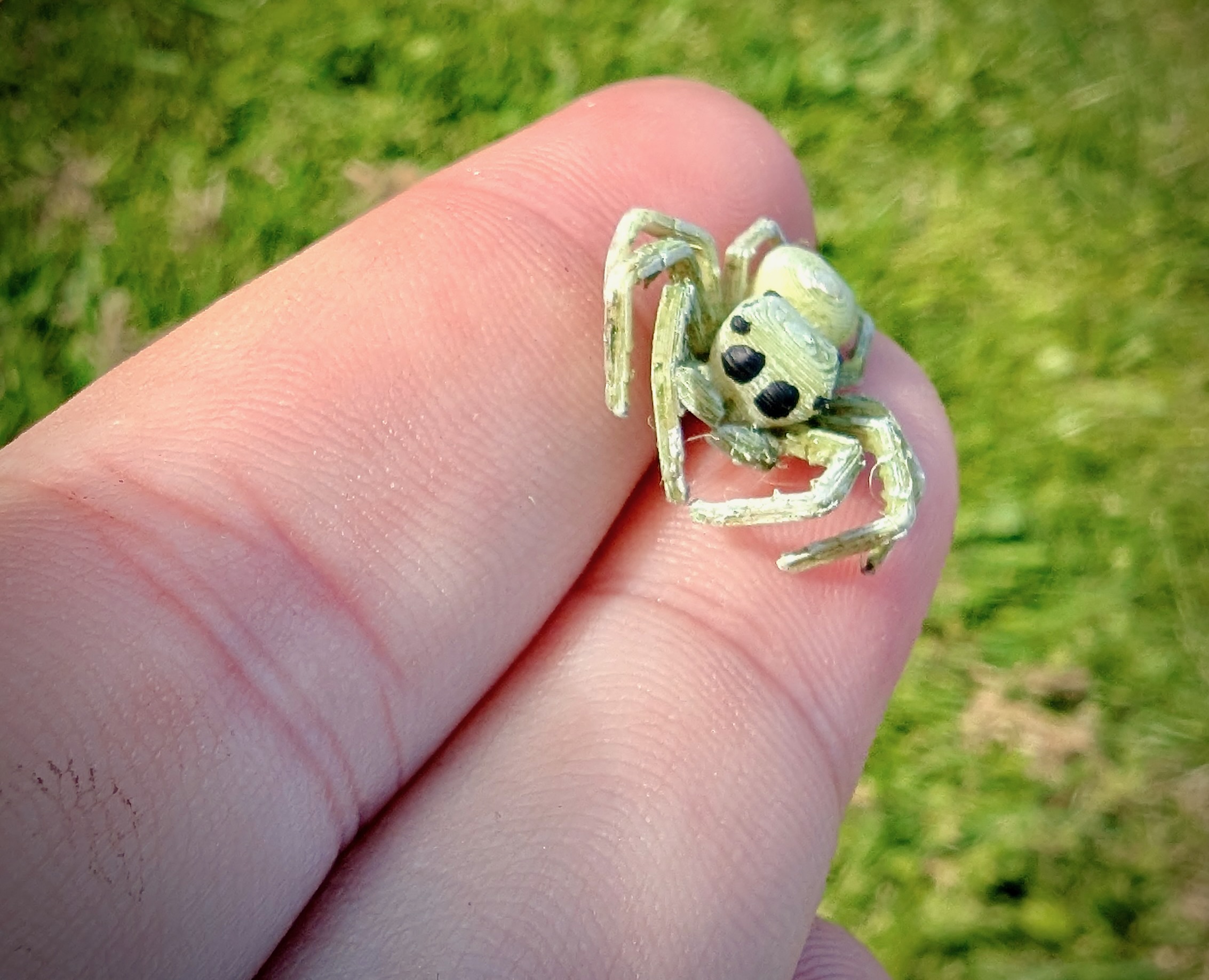 Jumping Spider — miniatura 3