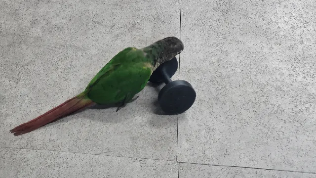 Parrot toy " Big dumbbell "