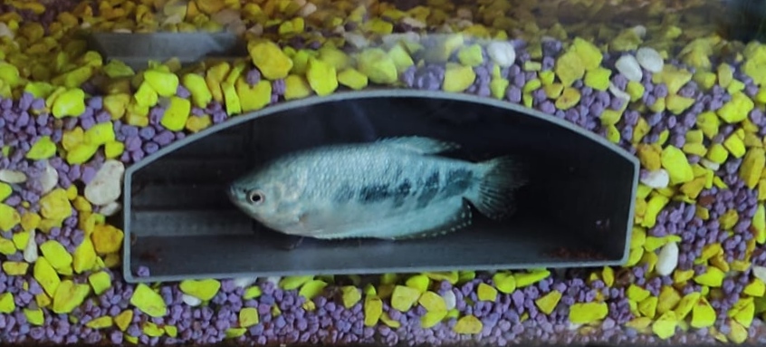 Aquarium underground bunker