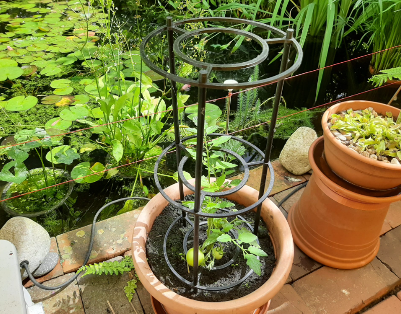 Plant Support (screwed)