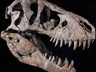 t-rex skull