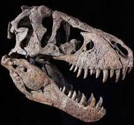 t-rex skull