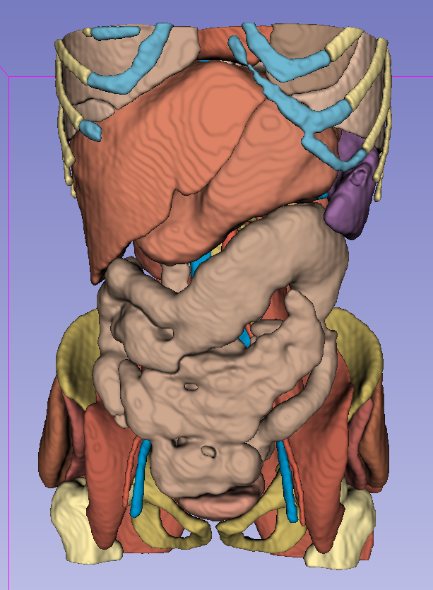 Adult Human Anatomy 2 - CT Scan by ShyavanS | Download free STL model ...