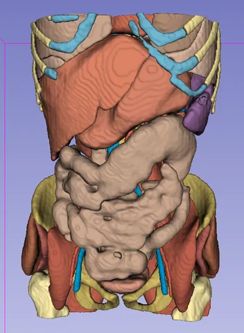 Adult Human Anatomy 2 - CT Scan