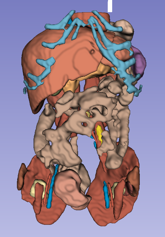 Juvenille Human Anatomy - MRI