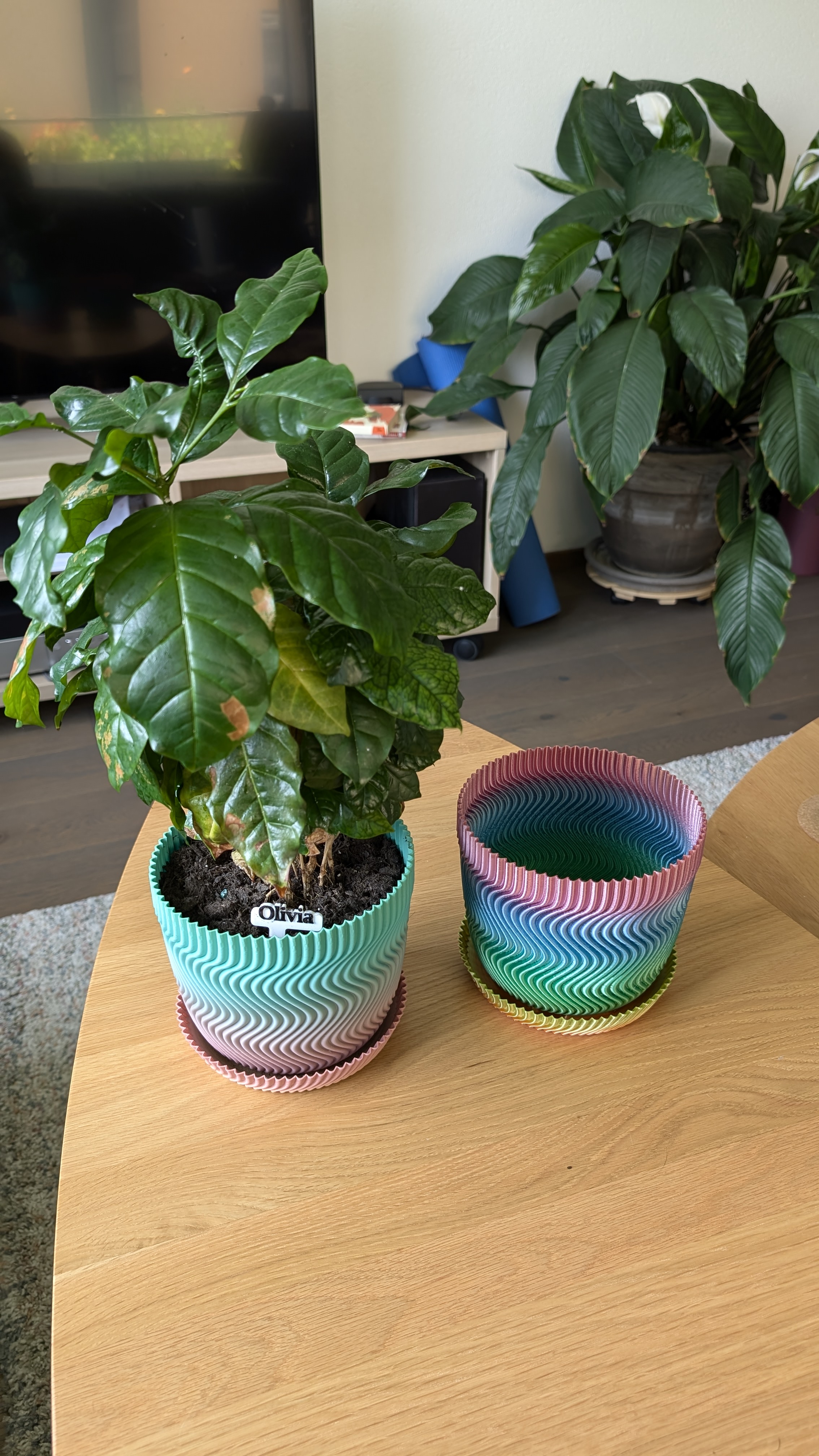 Plant Pot