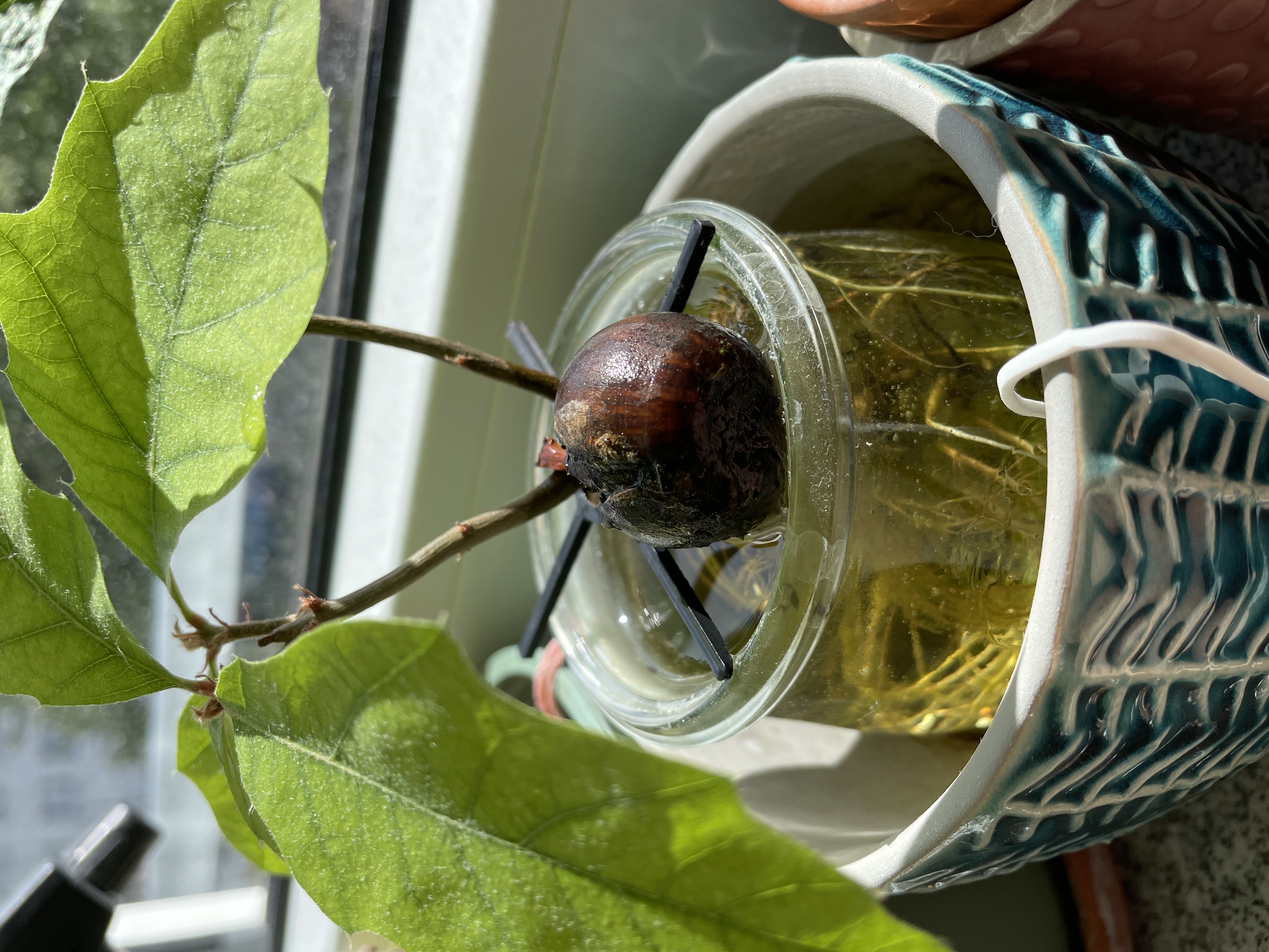 Plant germination helper