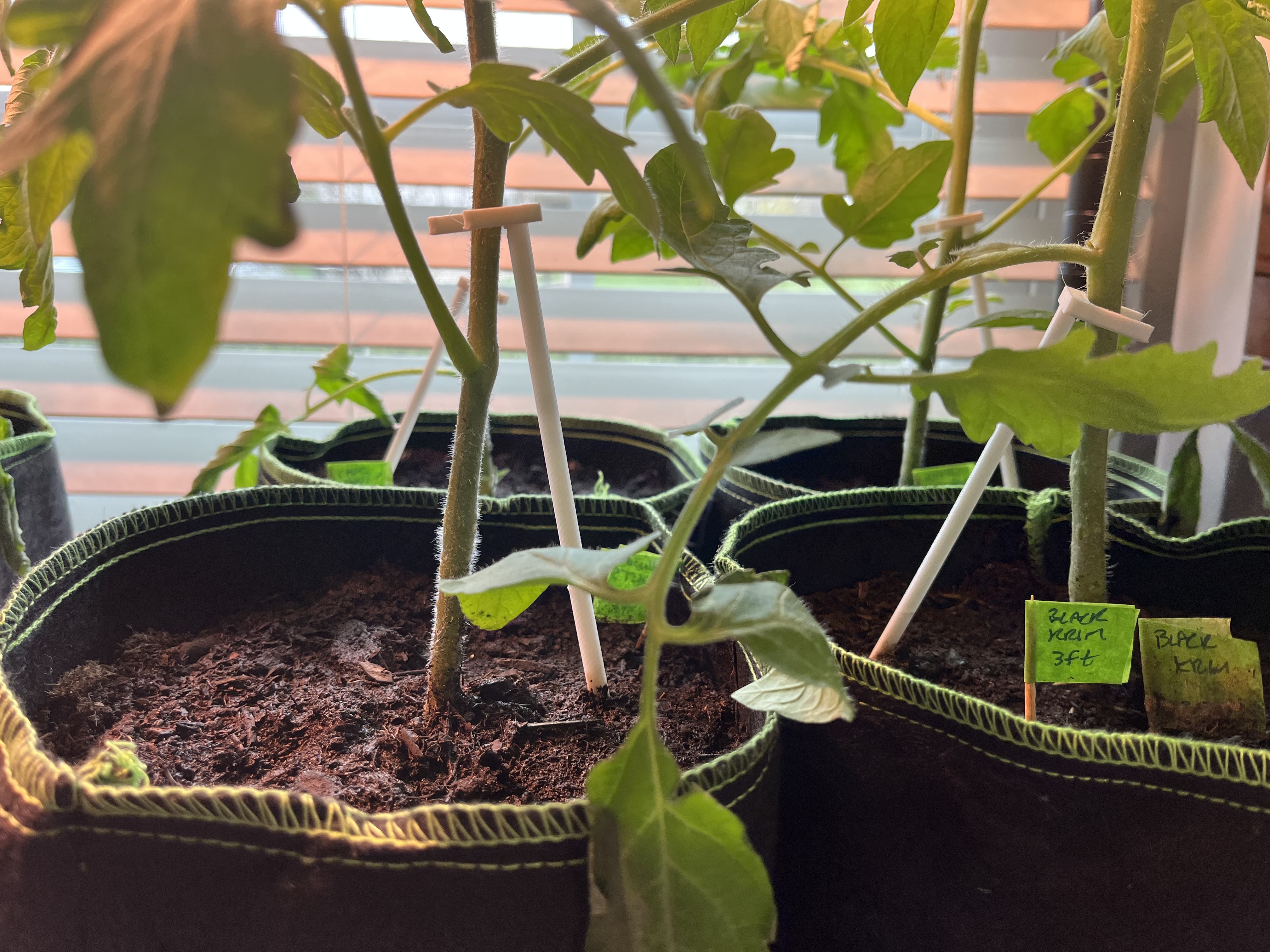 Seedling & small plant support 3D model