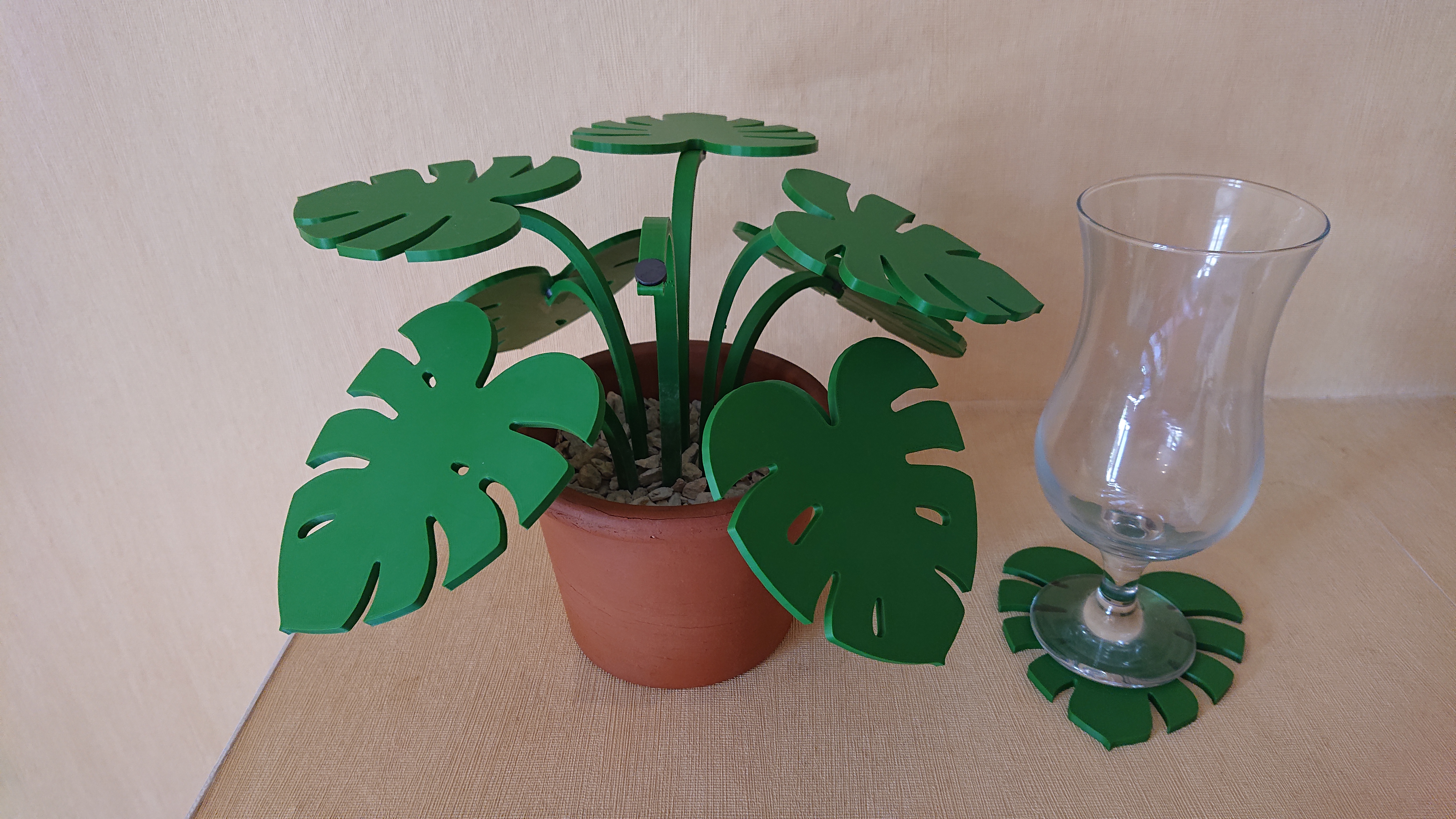 Monstera coaster plant