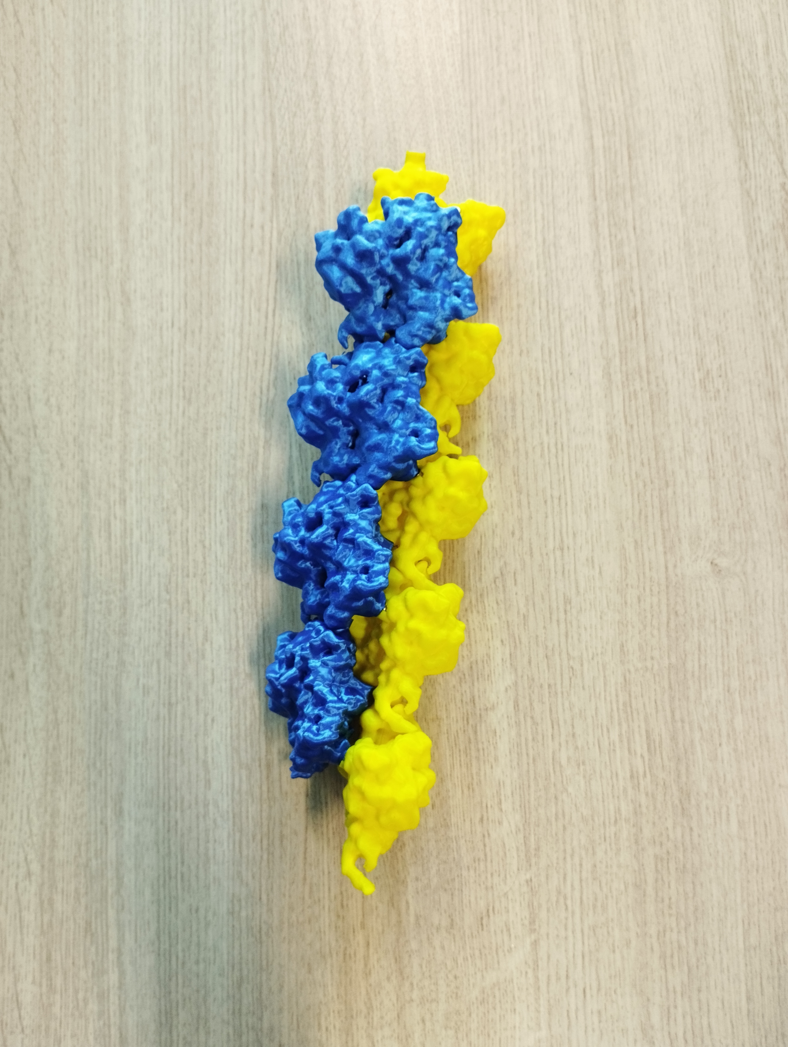 Educational model: Actin polymer