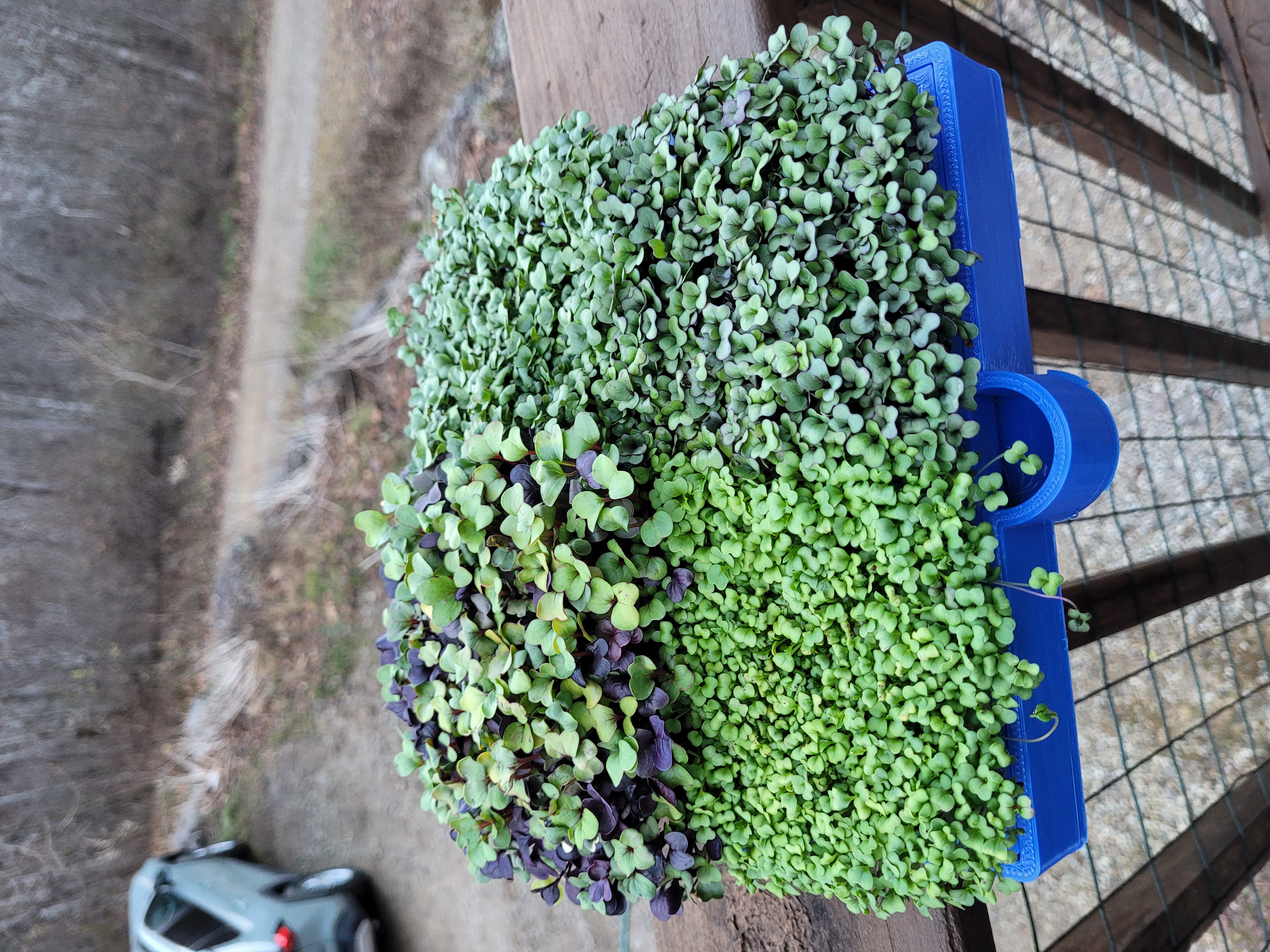 micro green grow tray large