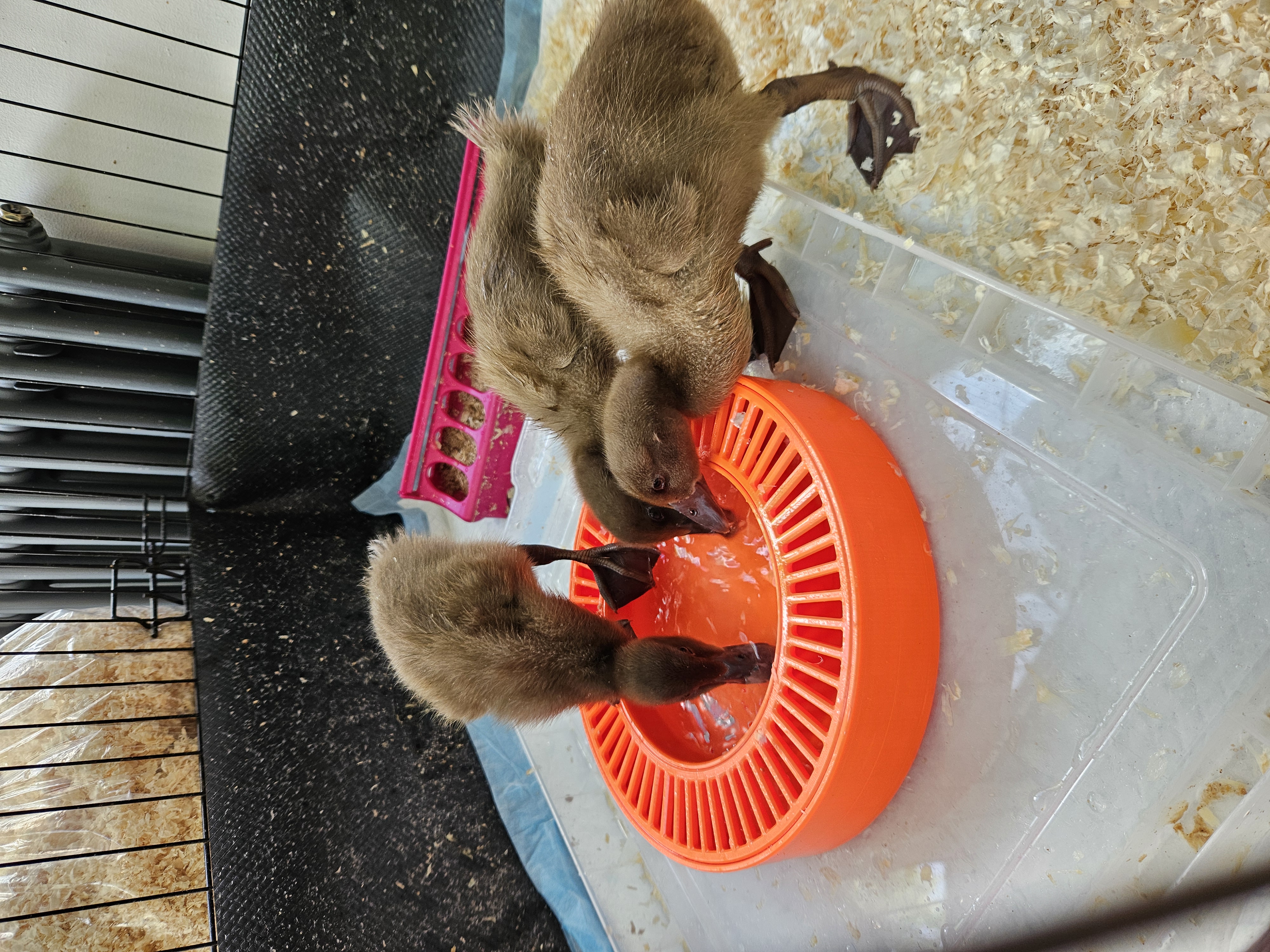 Duckling drinking bowl
