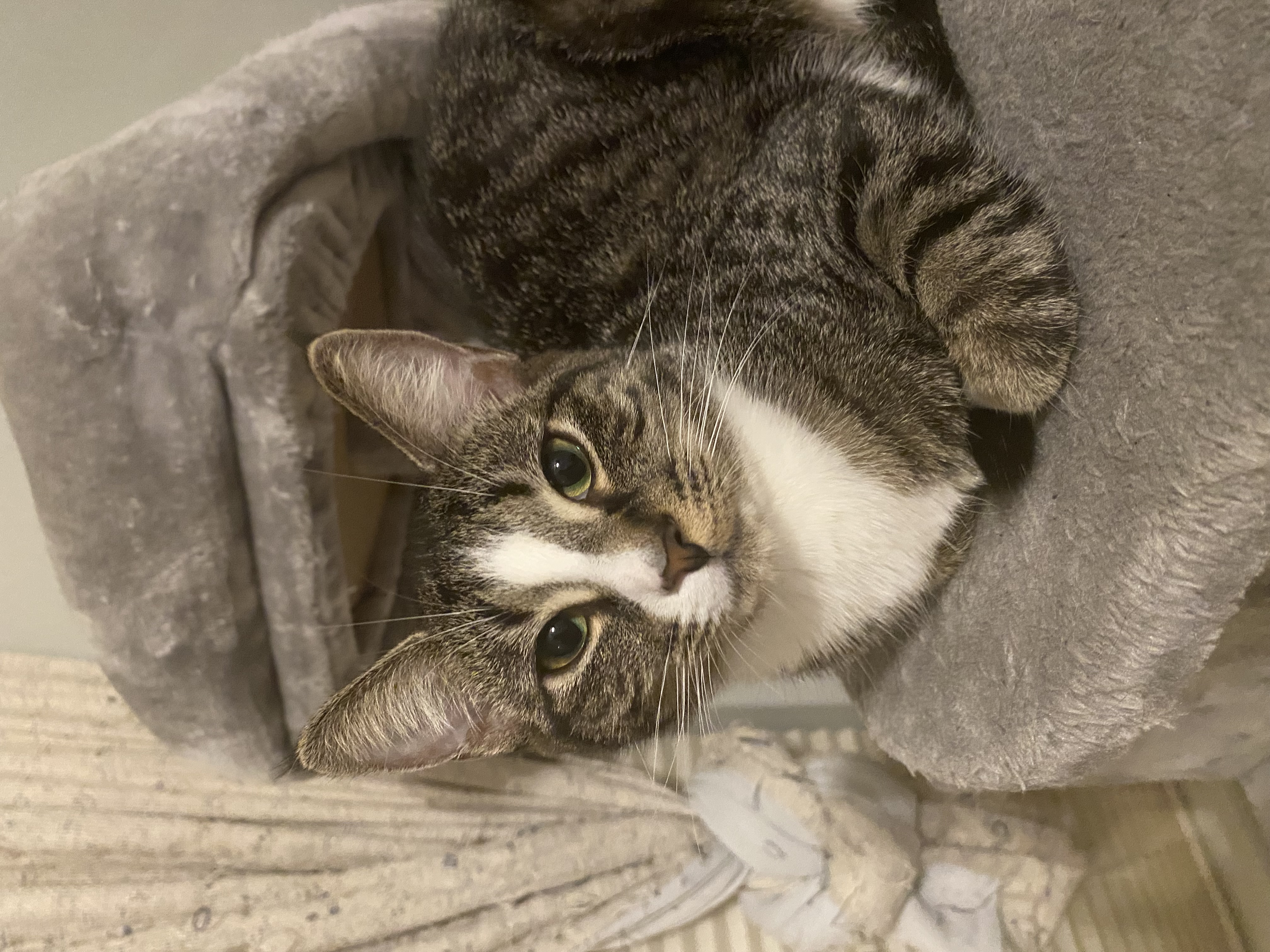 Puking cat toothpaste cap