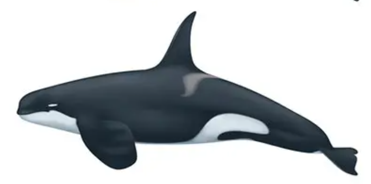 Type D Killer whale