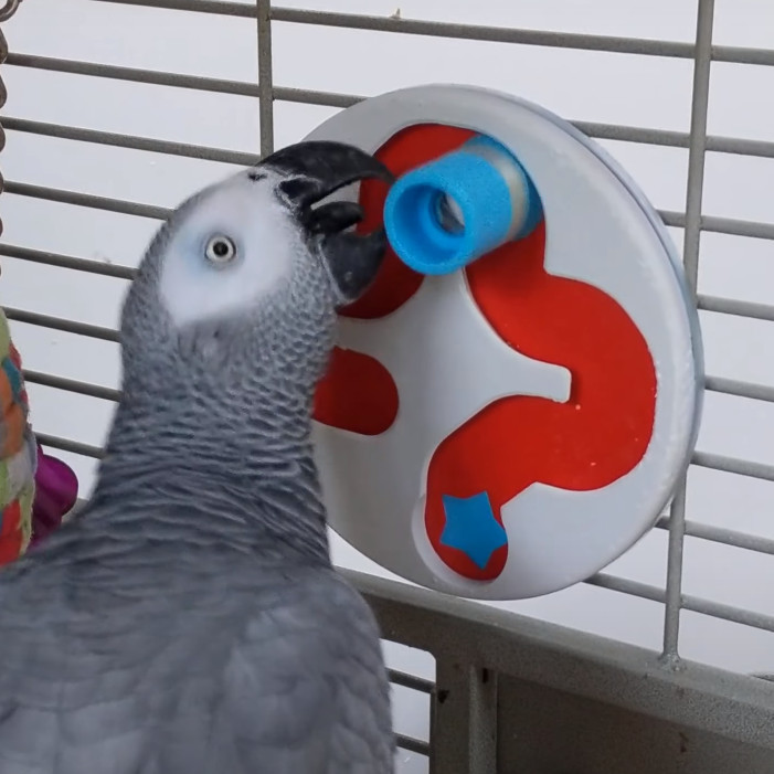 African grey outlet puzzle toys