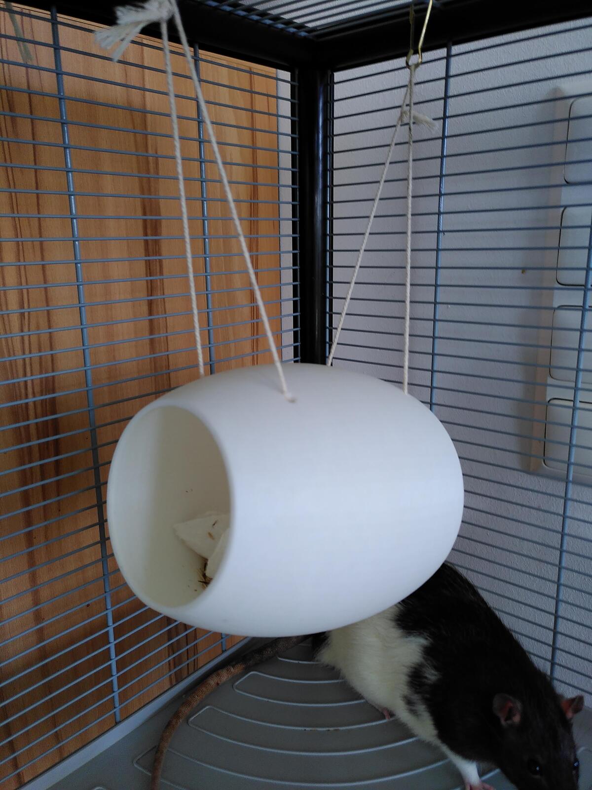 rat house / rat coconut / rodents / Rattenhaus / Ratten Kokosnuss