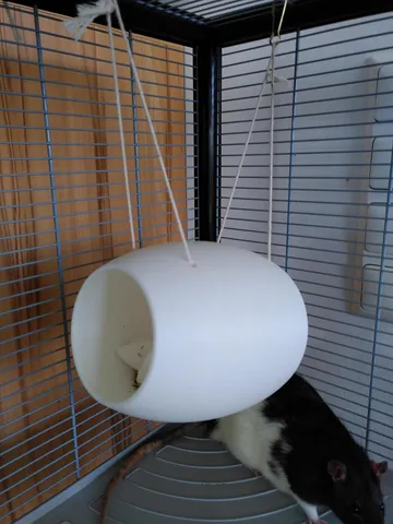 rat house / rat coconut / rodents / Rattenhaus / Ratten Kokosnuss