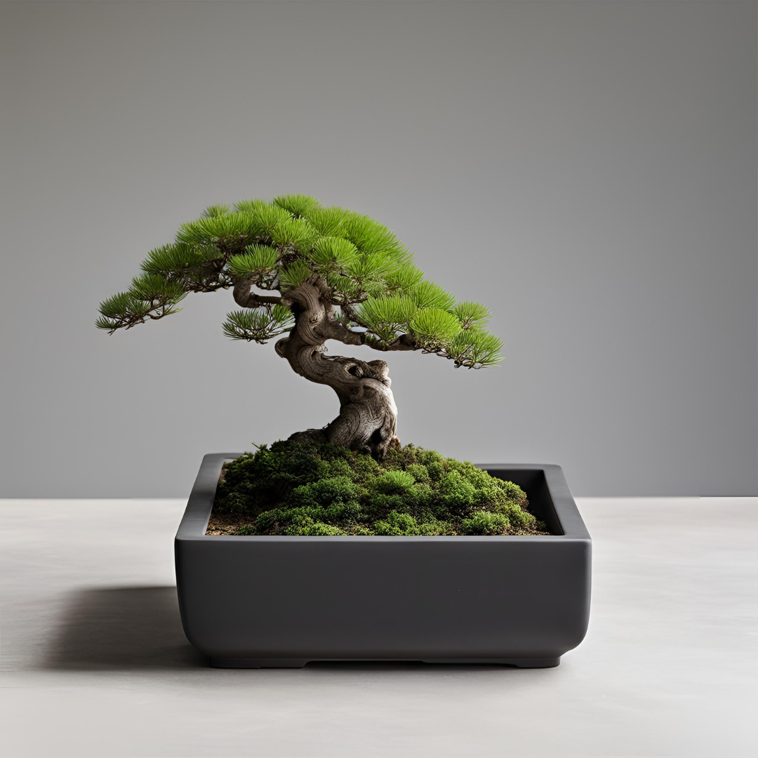 Square Bonsai Pot