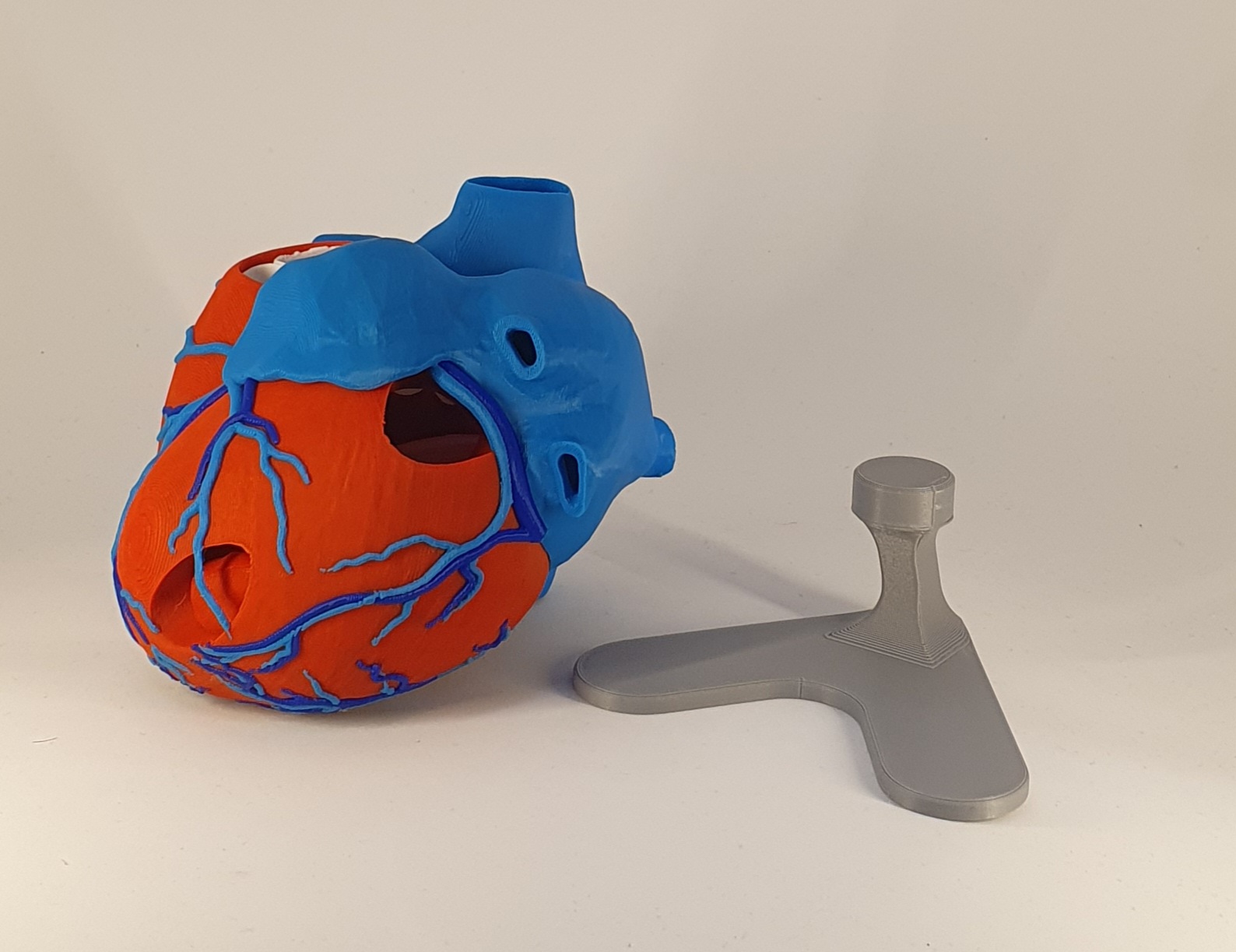 Stand For Anatomic Heart 3D model thumbnail