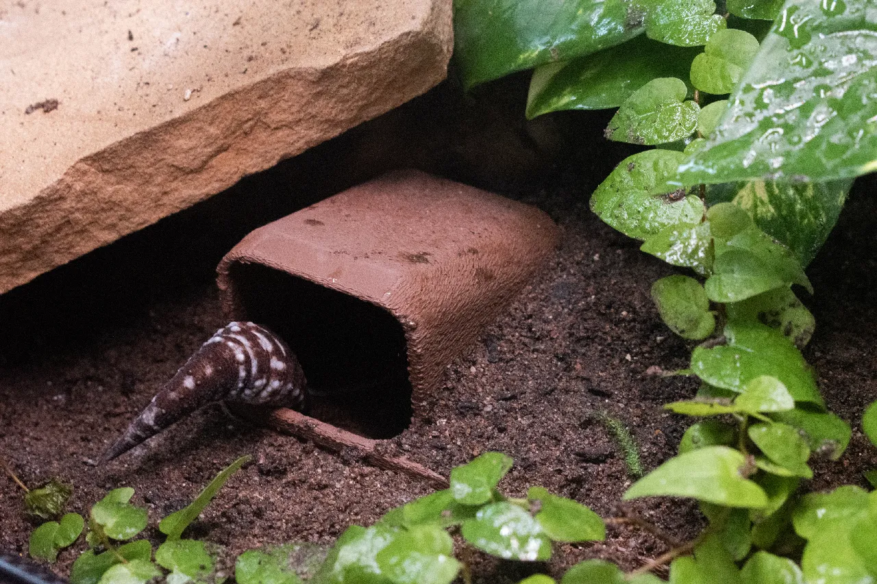 Underground Reptiles Ground Reptiles Underground Reptile Hide