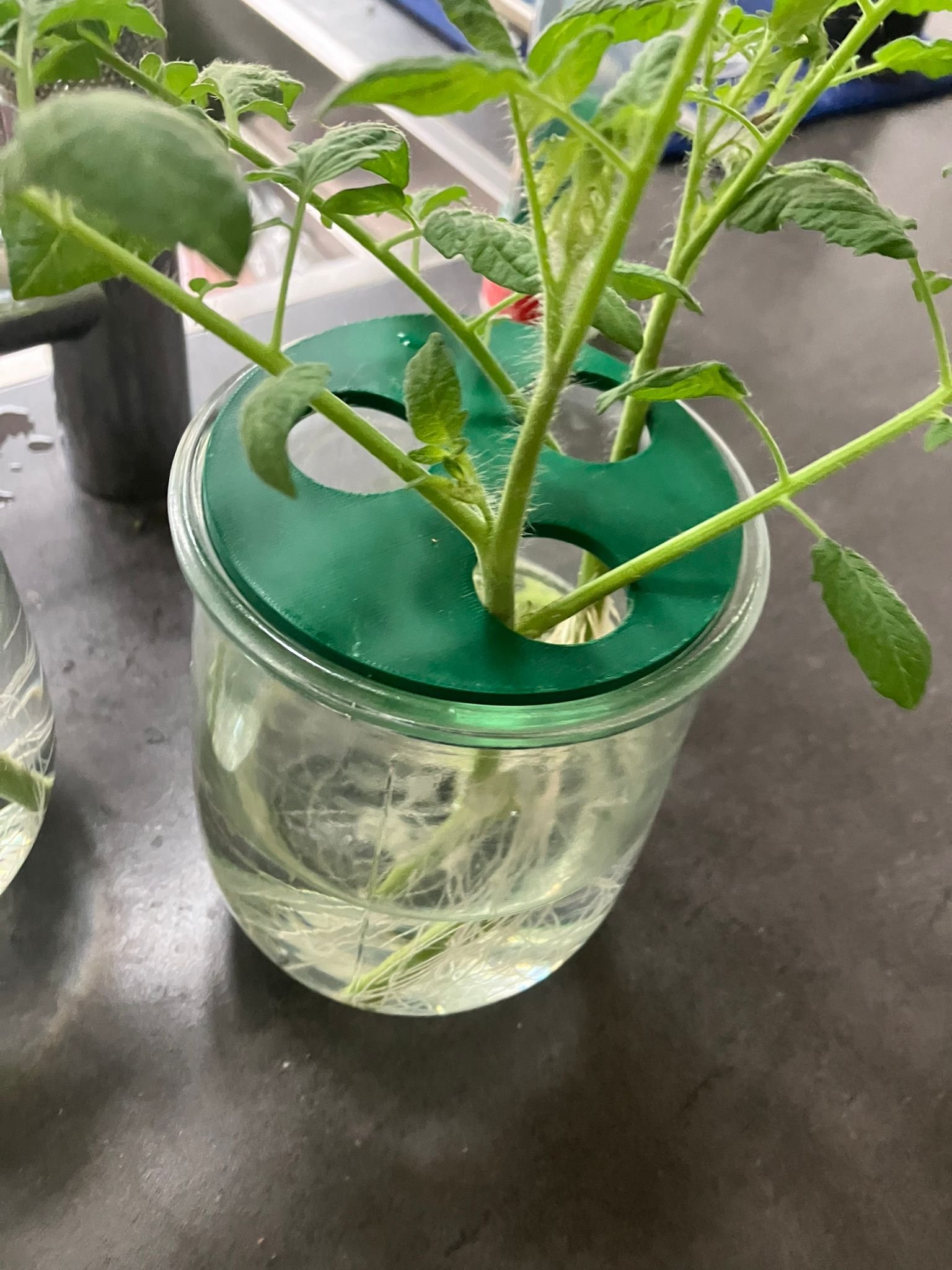 cirkle to hold small plants