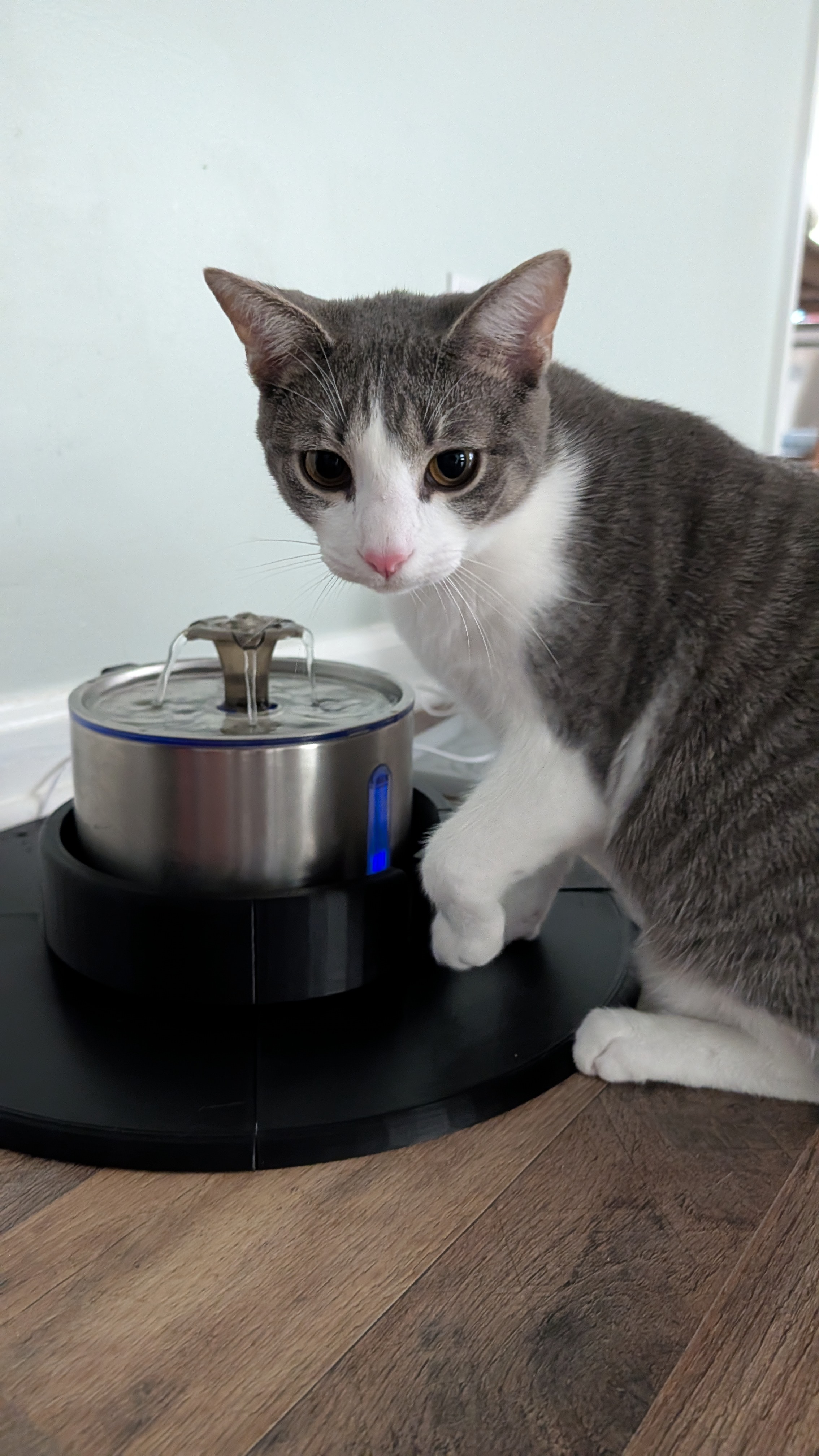 Cat fountain Skirt/brim + cable hider - 200mm fountain diameter