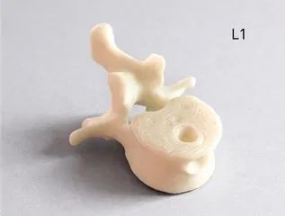 Lumbar Vertebra (L1) Keychain – Anatomy Model | Medical Student / PT / Chiropractor Gift
