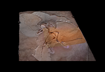 Archeopteryx Fossil