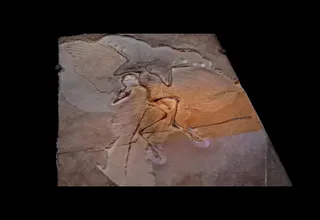 Archeopteryx Fossil