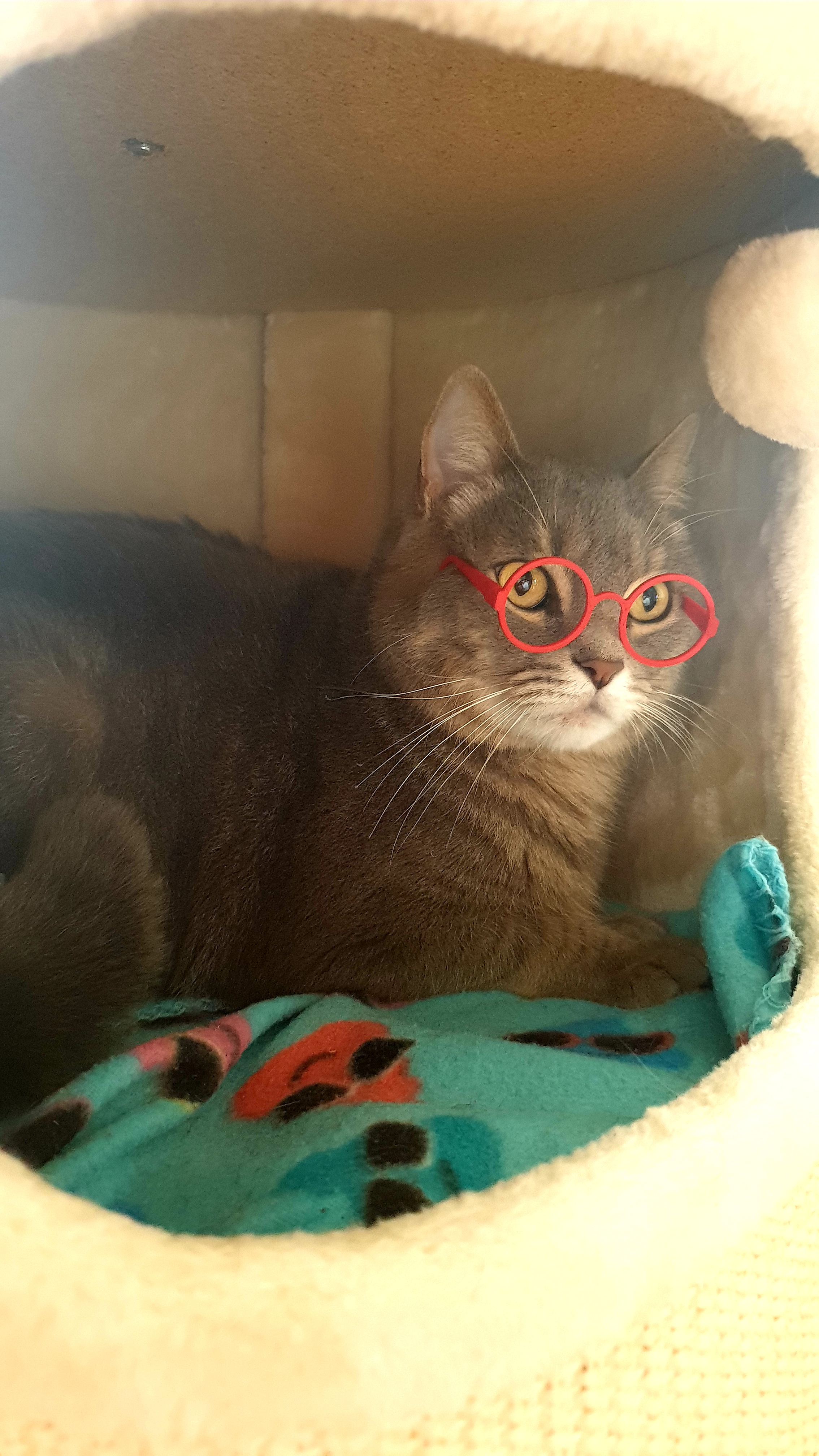 Cat Glasses