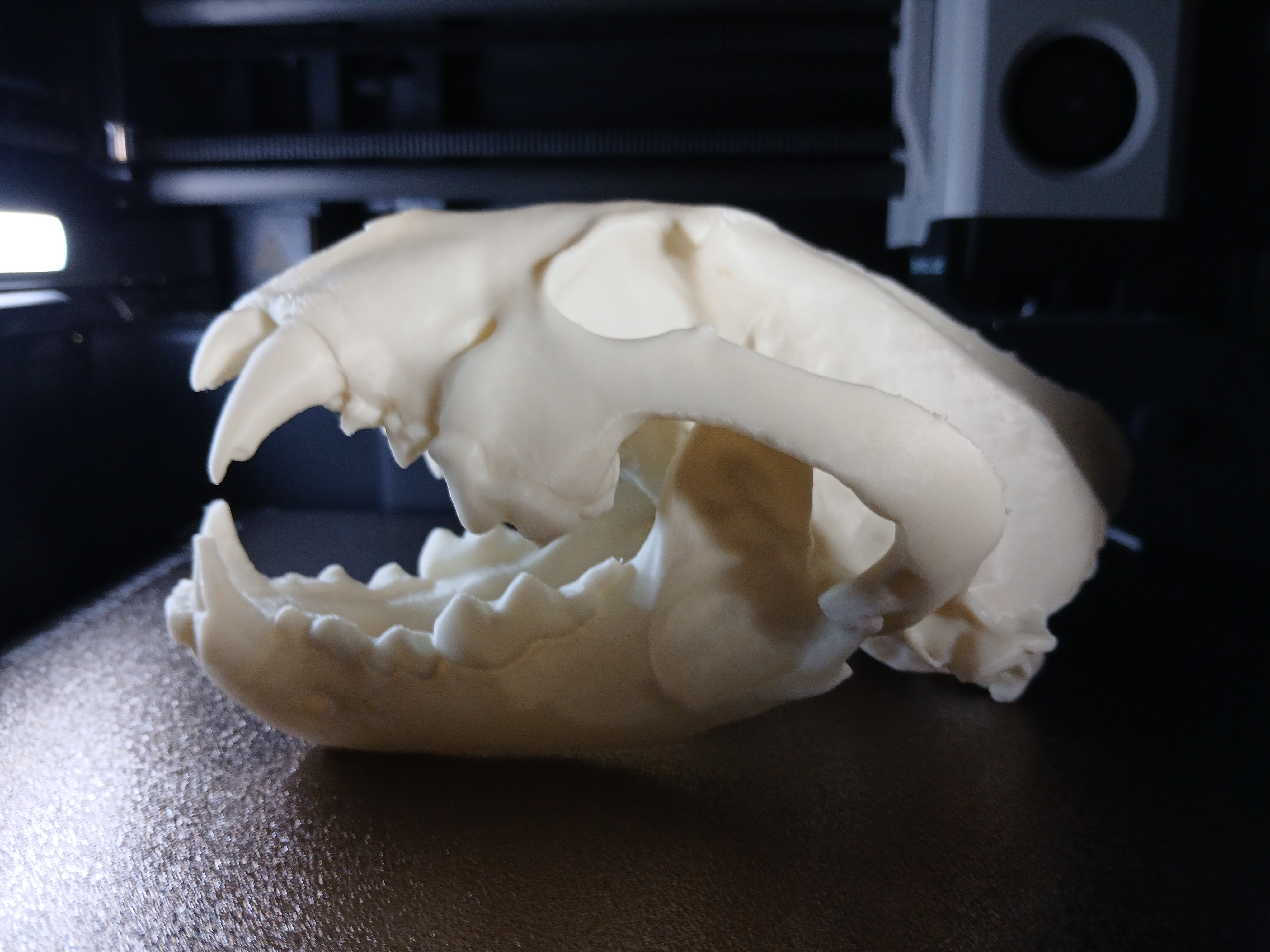Wolverine Skull